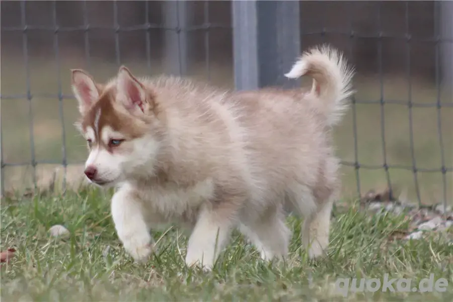 schöne und schöne Pomsky-Welpen zu verkaufen schöne und schöne Pomsky-Welpen zu verkaufen