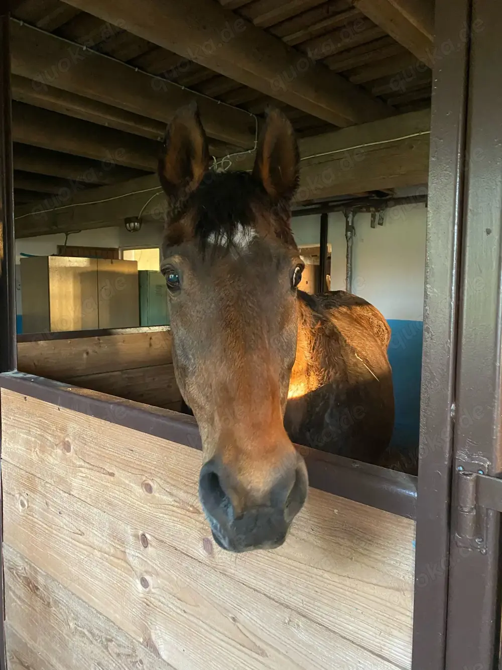 Pferdeboxen in Ingersheim zu vermieten