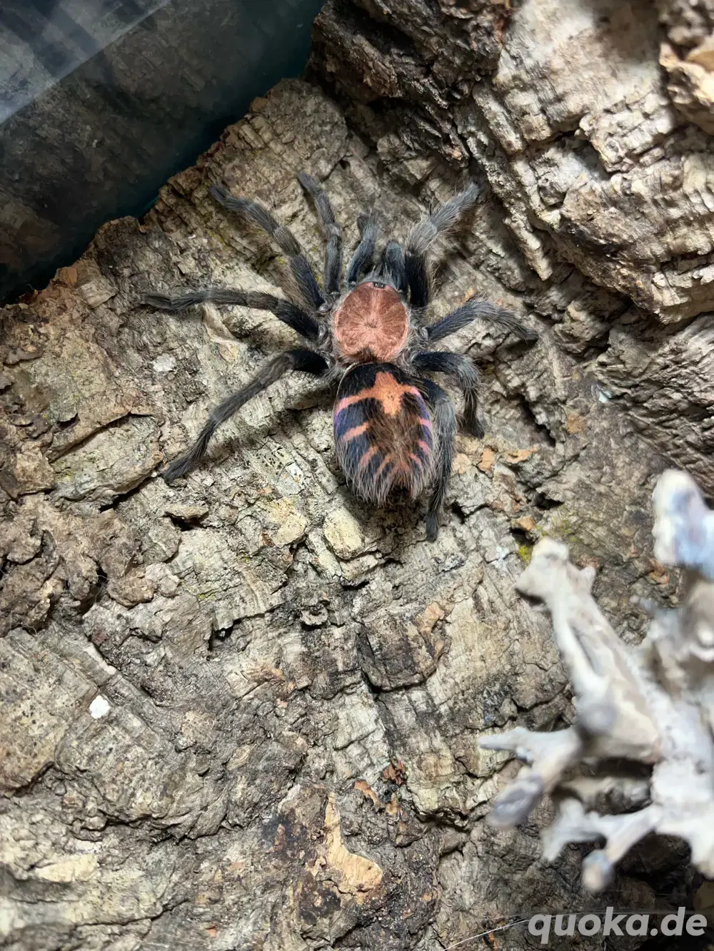 weibliche rote Tigervogelspinne (cyclosternum davus fasciatus)