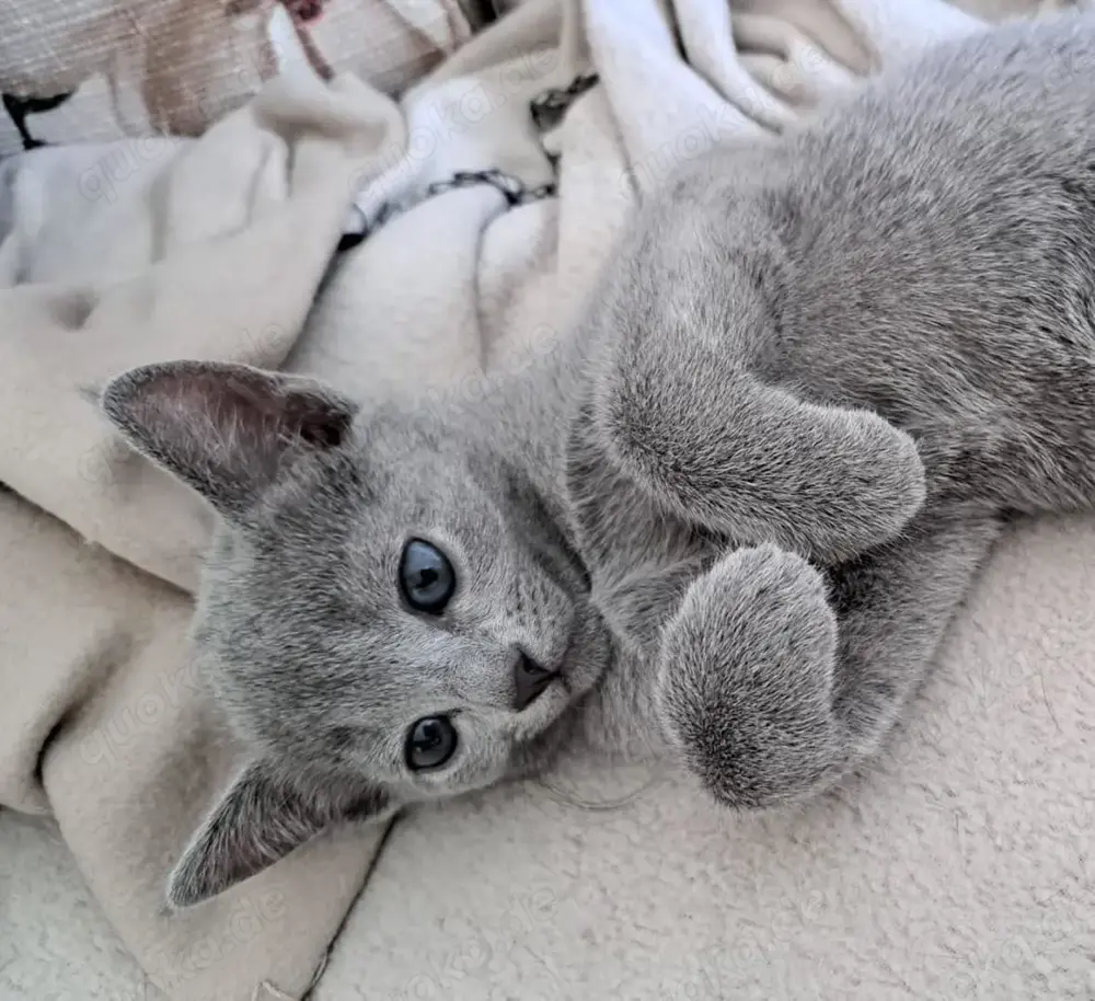 Russisch Blau Kitten weiblich , reinrassig mit Stb., Abgabe Mitte Juni