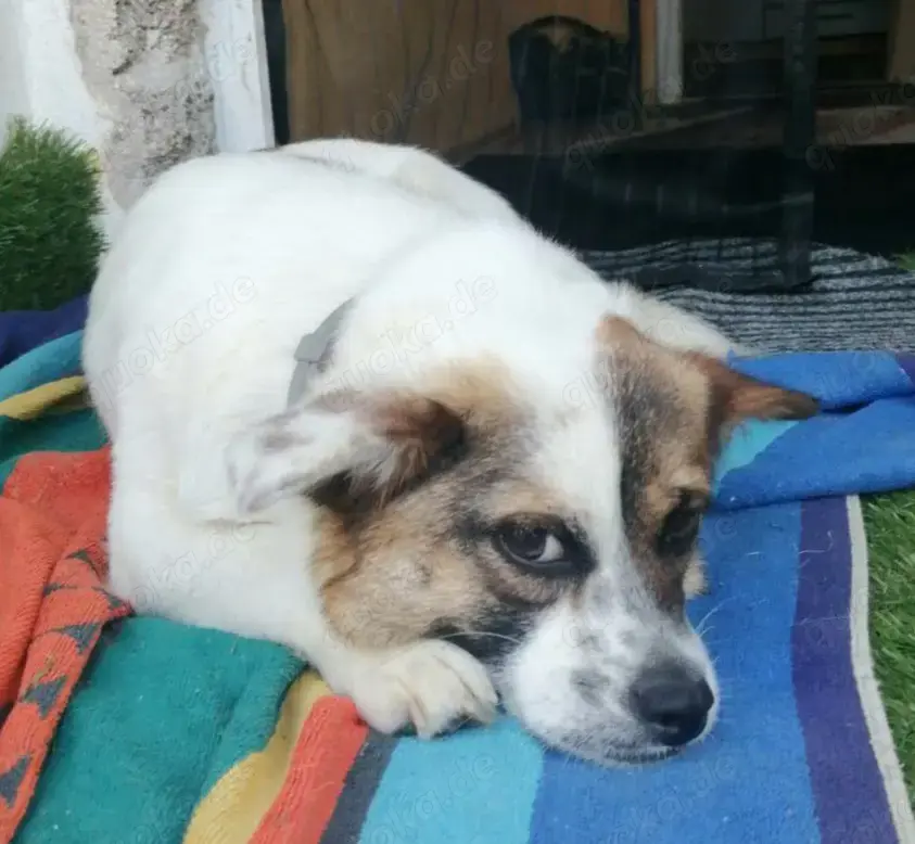 SUZY - kleine Hundedame auf großer Glückssuche