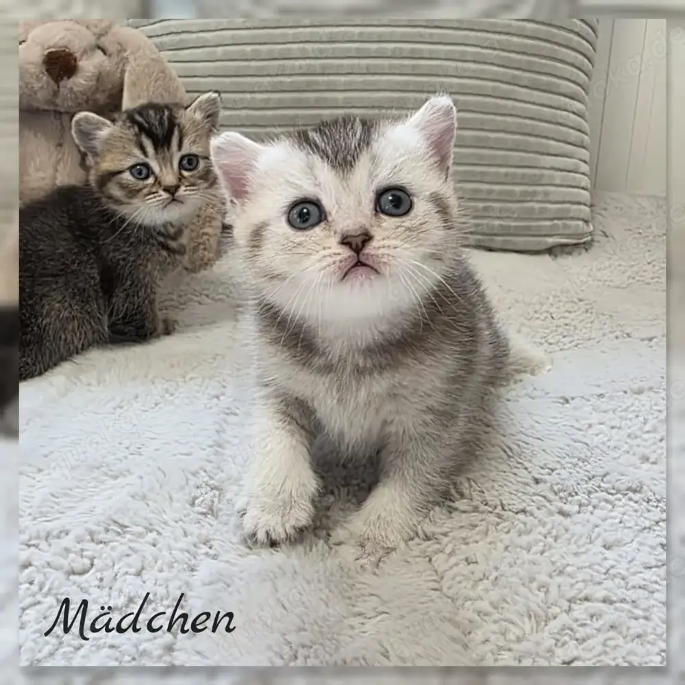 BKH Kitten Reinrassig 