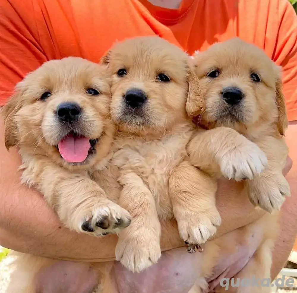 Golden retriever welpen