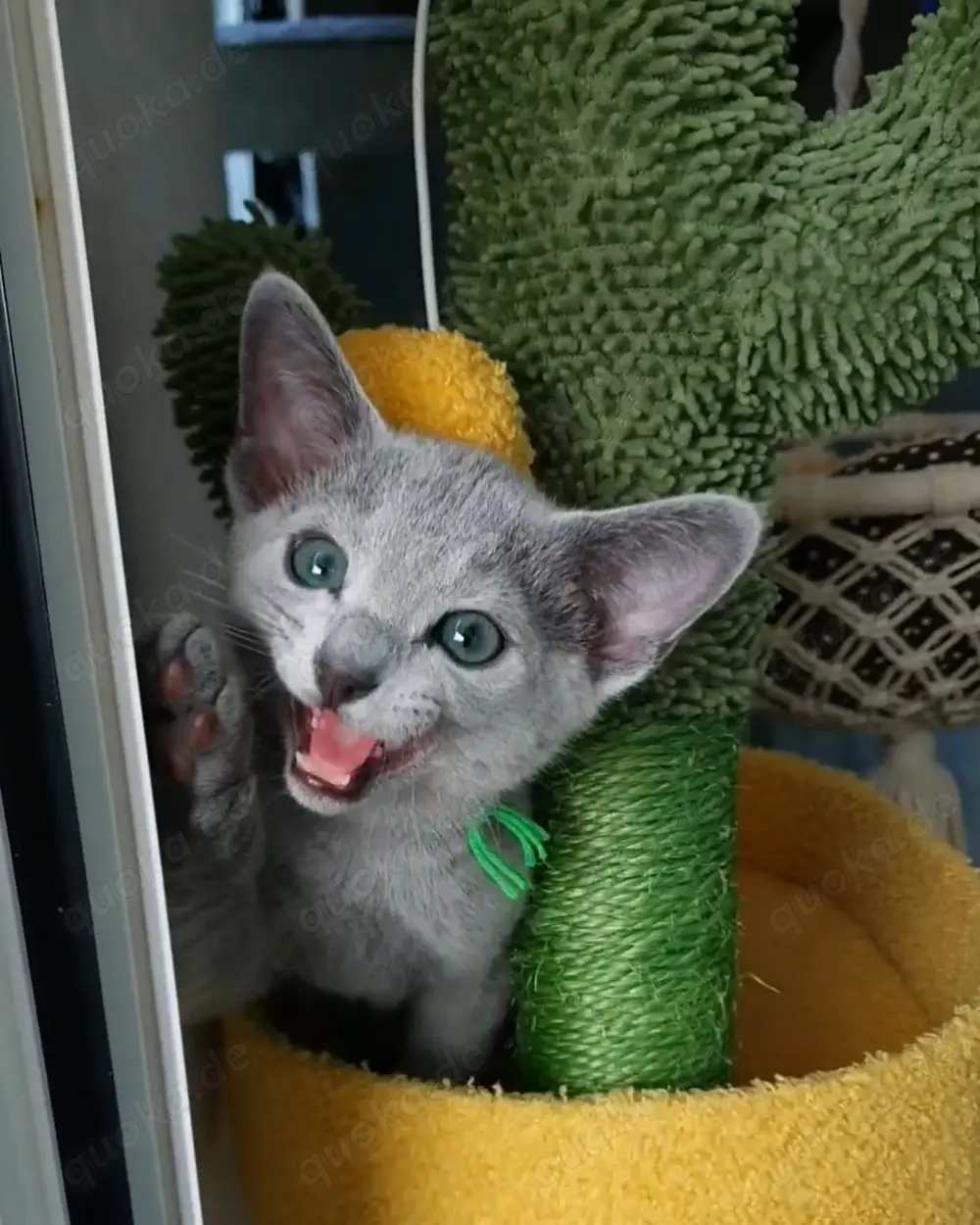 Erstklassige, sehr Menschenbezogene Kids, mit Stammbaum.