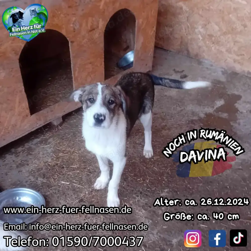 Welpenmädchen Davina wunscht sich eigenes Körbchen