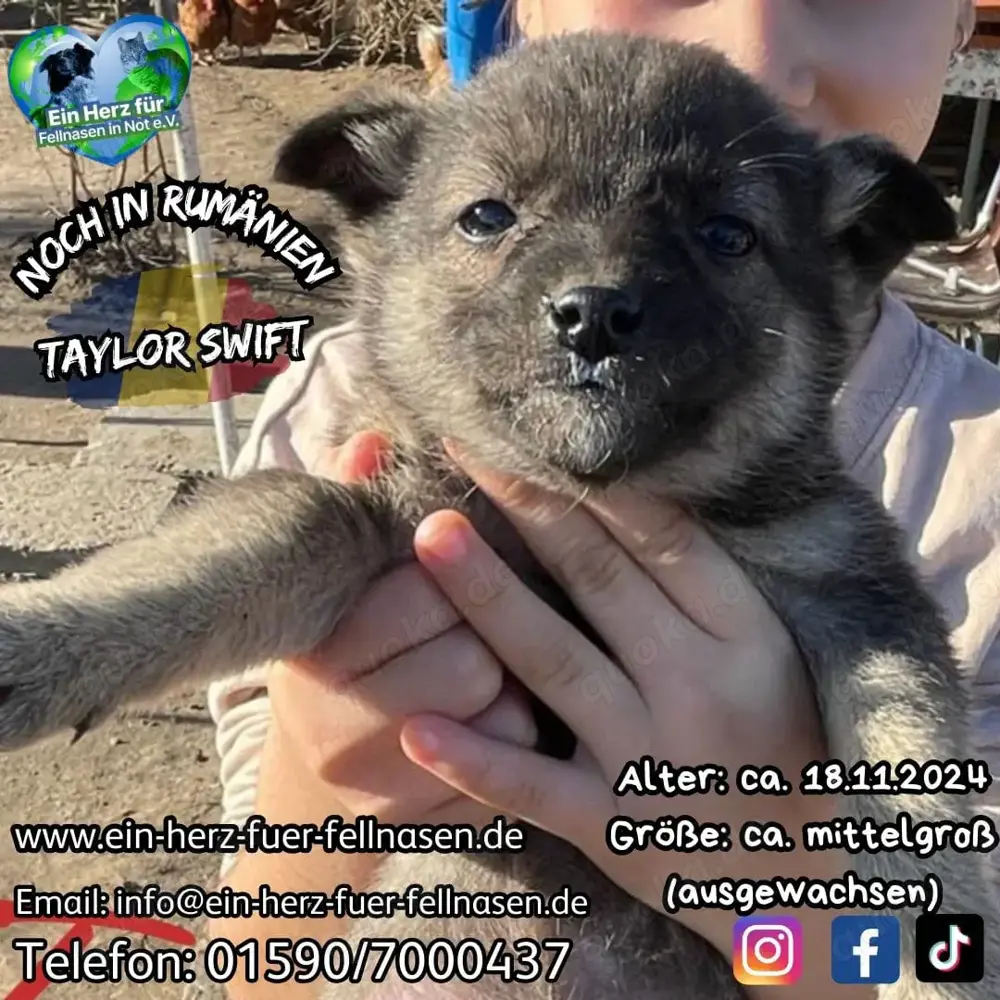 Taylor Swift - Welpenmädl sucht Heimat 