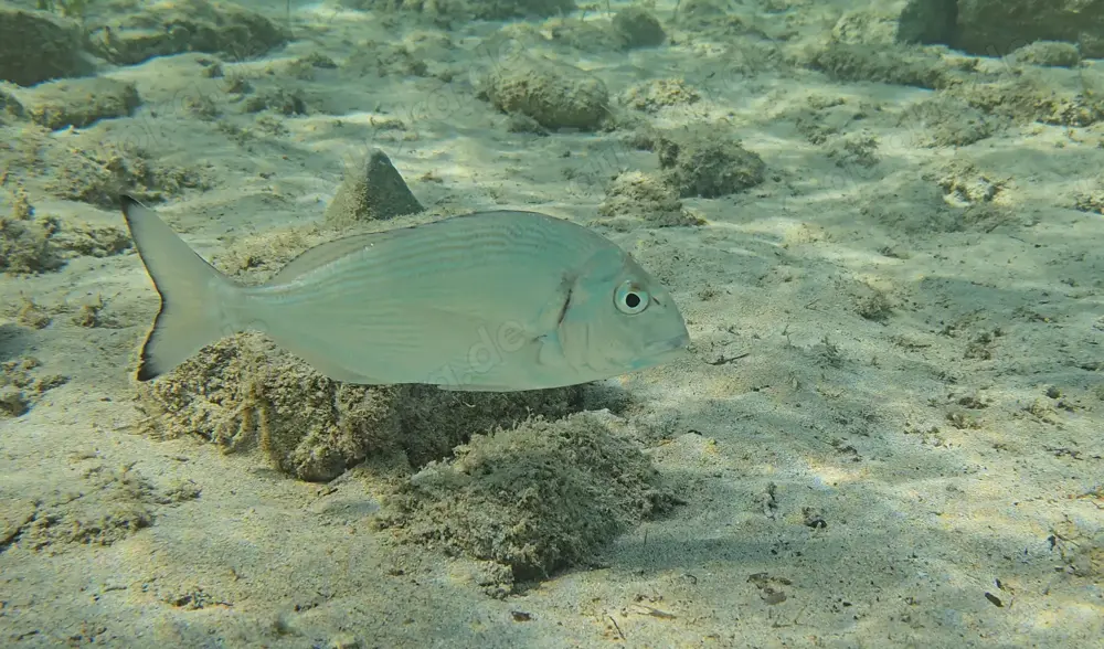5,5m Meerwasserbecken sucht neue Schwimmer!  Platz für große Fische!"