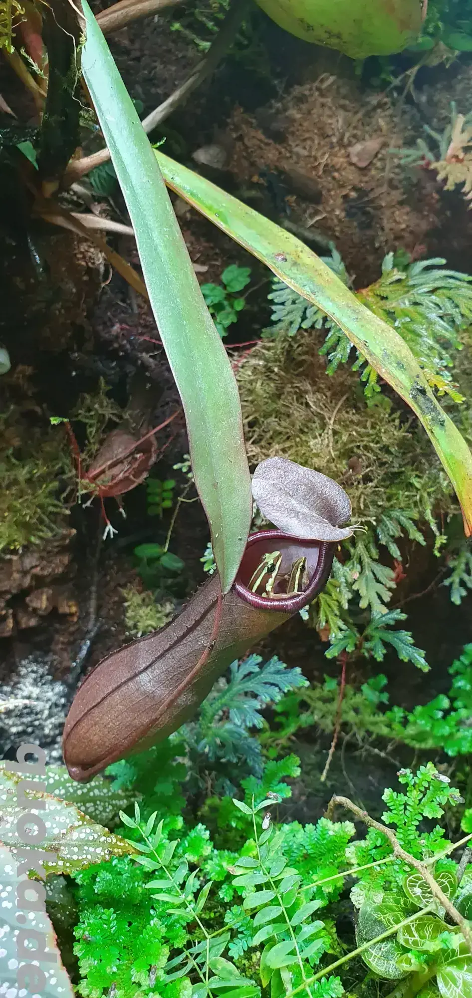 Epipedobates Anthonyi Nachzuchten abzugeben