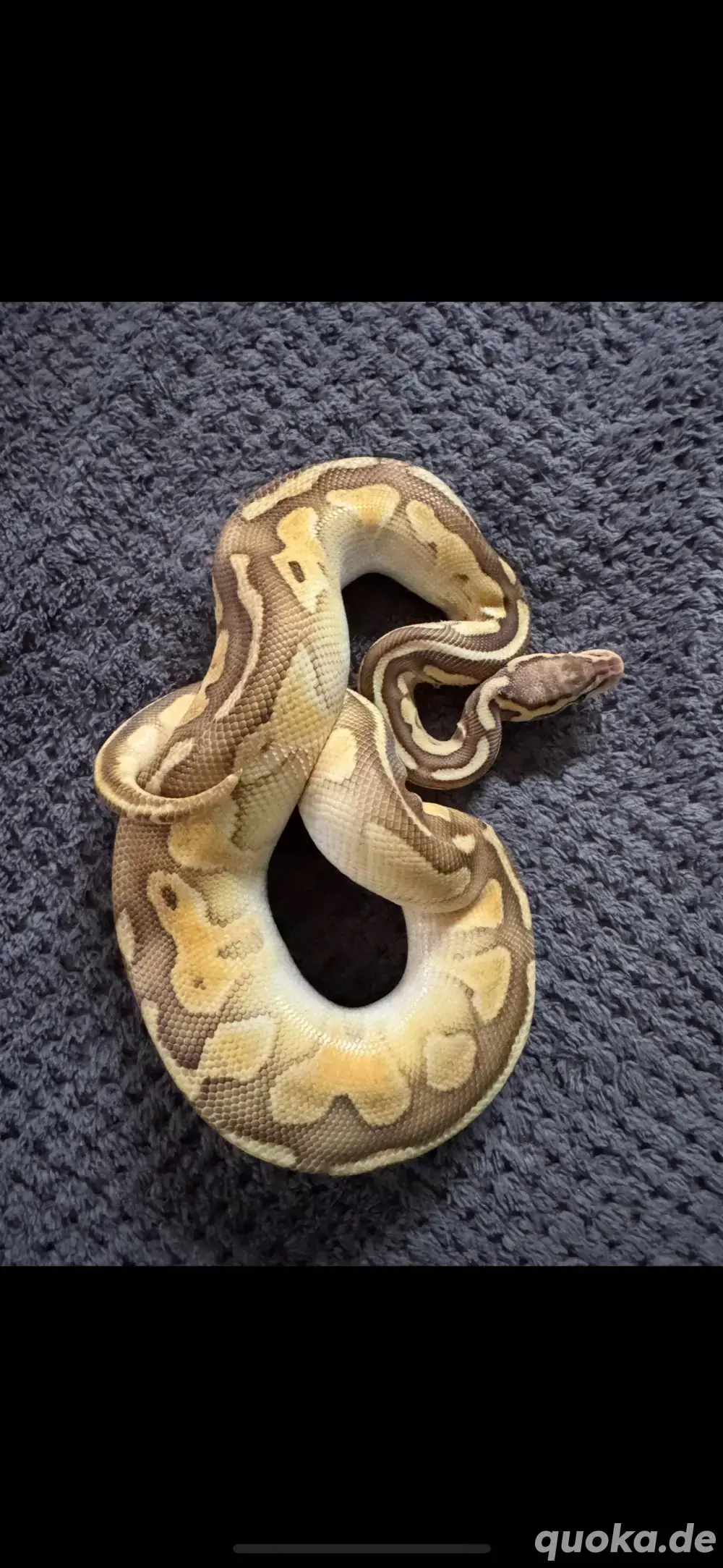 Python Regius, Königspython 0.1 Lesserpastel 100% het. Clown, pos het.Piebald Python Regius, Königspython 0.1 Lesserpastel 100% het. Clown, pos het.Piebald