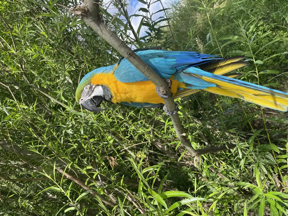 Ara Papagai gelb blau für züchten reif Männlich Ara Papagai gelb blau für züchten reif Männlich