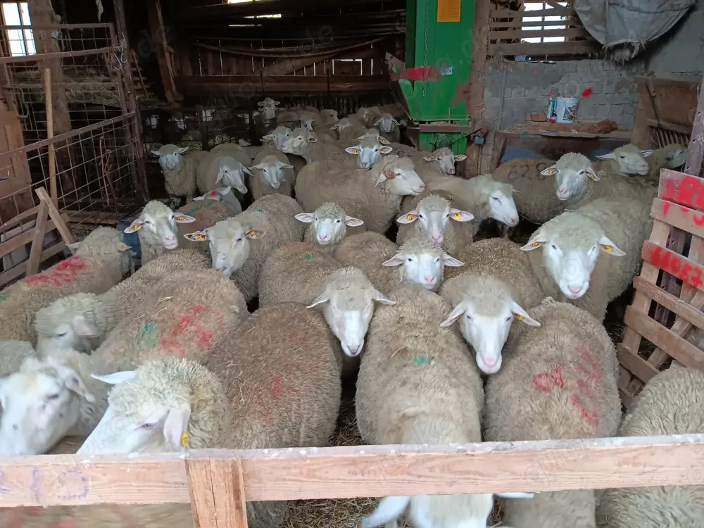 Verkaufe Schafe ML-Berrichon-Kreuzung