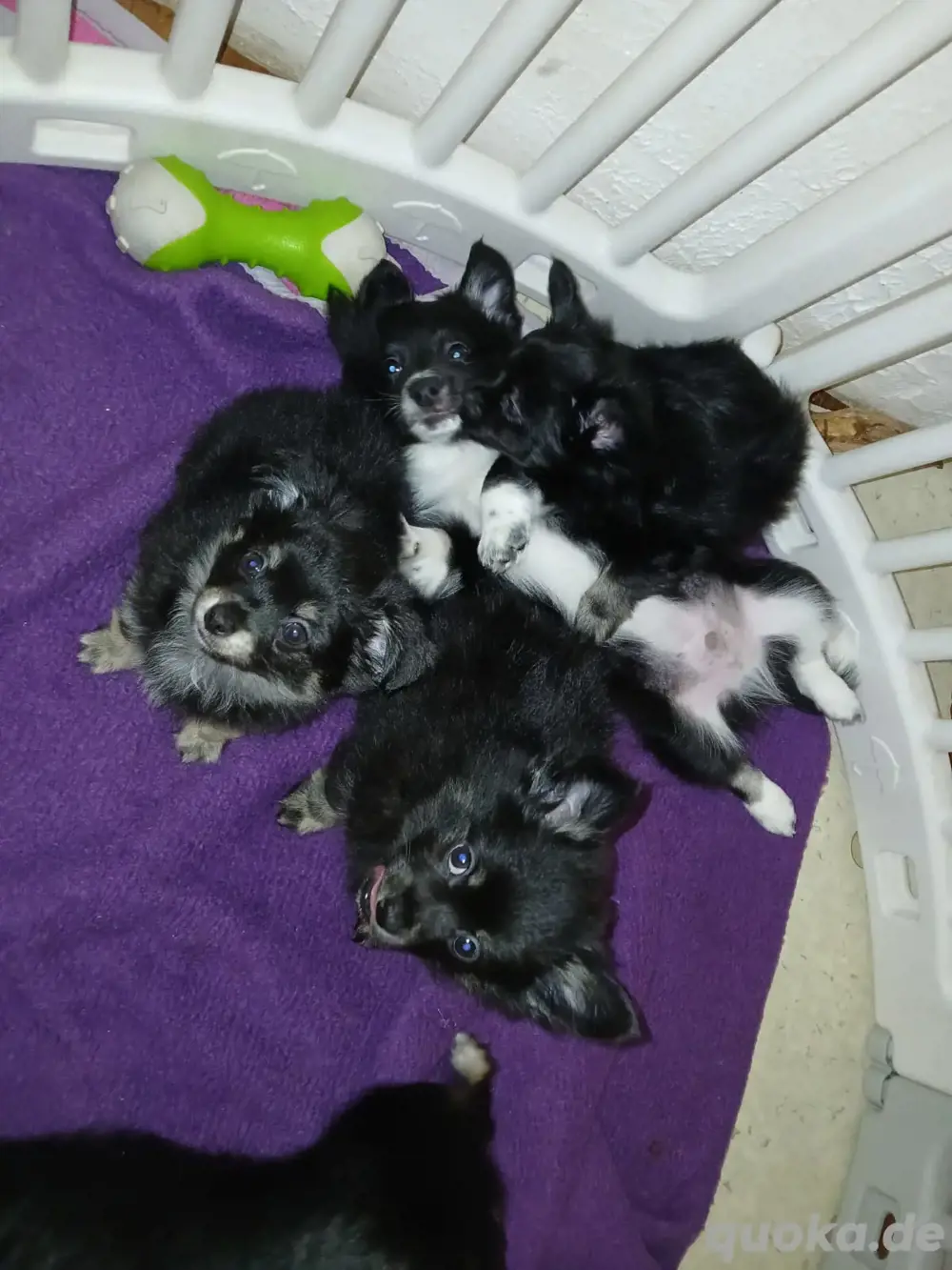 pomchi rüden
