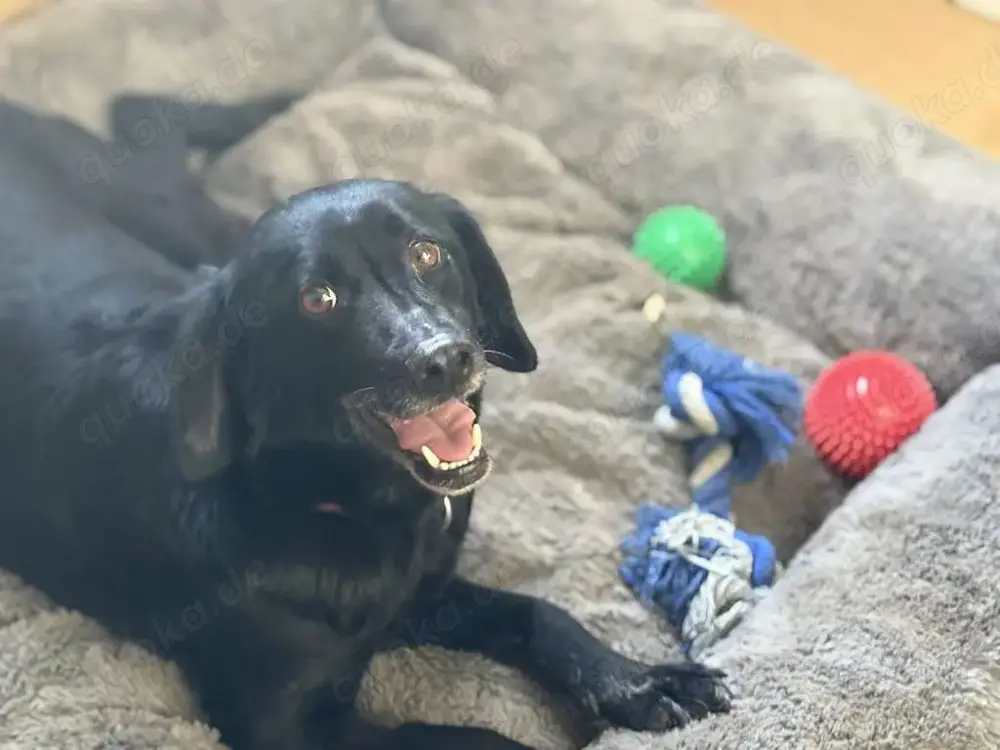 Dana sucht dringend ein liebevolles Zuhause