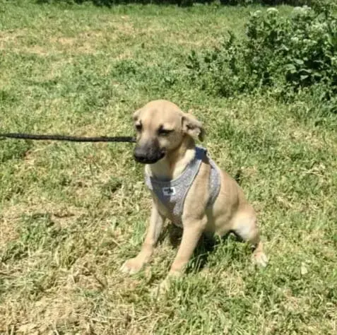 Tommy sucht ein Körbchen Tommy sucht ein Körbchen