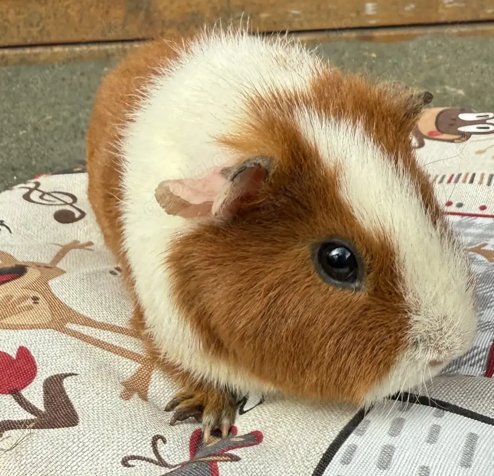 Meerschweinchen US Teddy