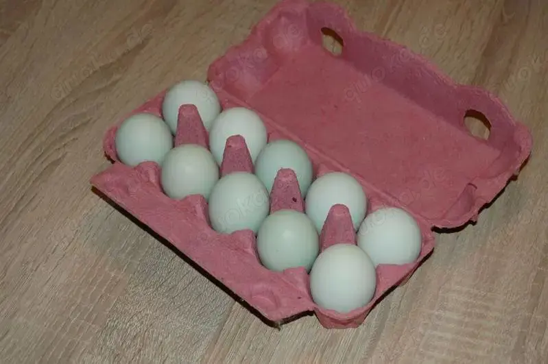 Türkis blau-grüne Eier, BE Bruteier - Buntleger - Easteregger