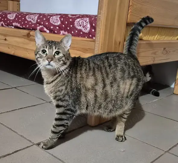 Kater 826778 stellt sich vor