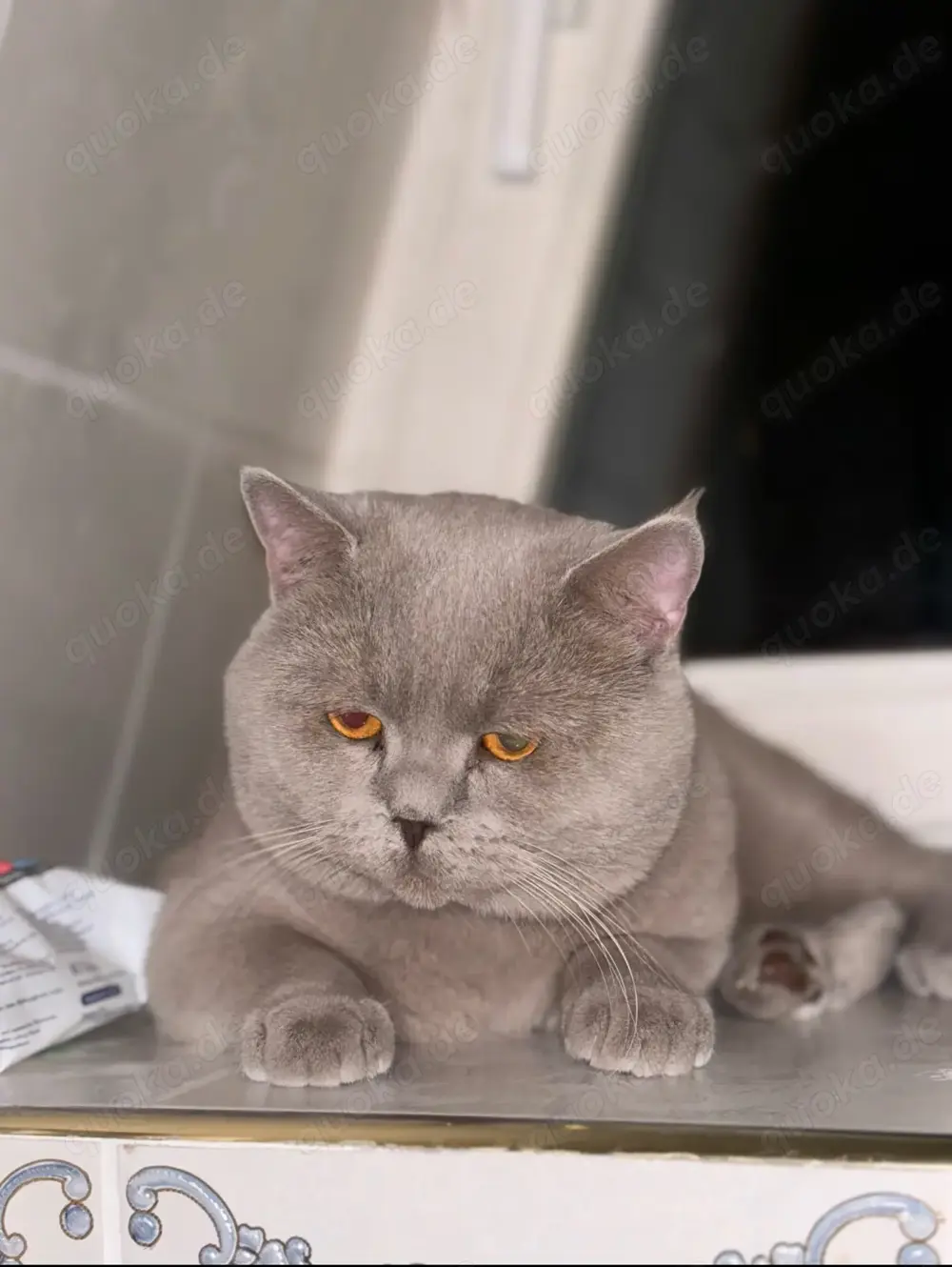 Kein Verkauf Reinrassiger lilac BKH-Deckkater