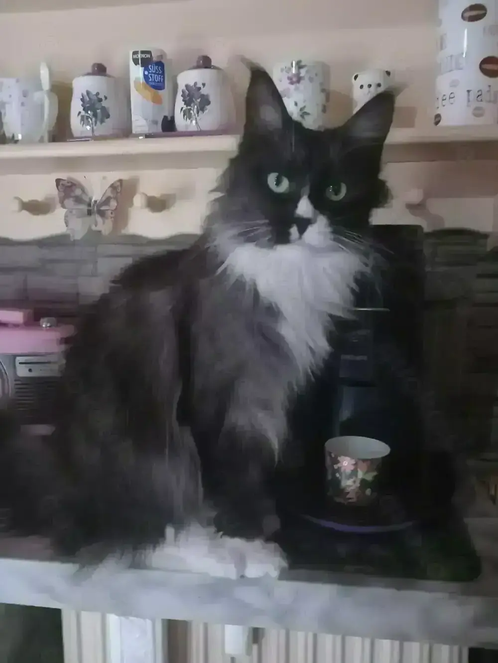 Maine Coon Kater s w ist 2 Jahre,kastriert,geimpft und entwurmt