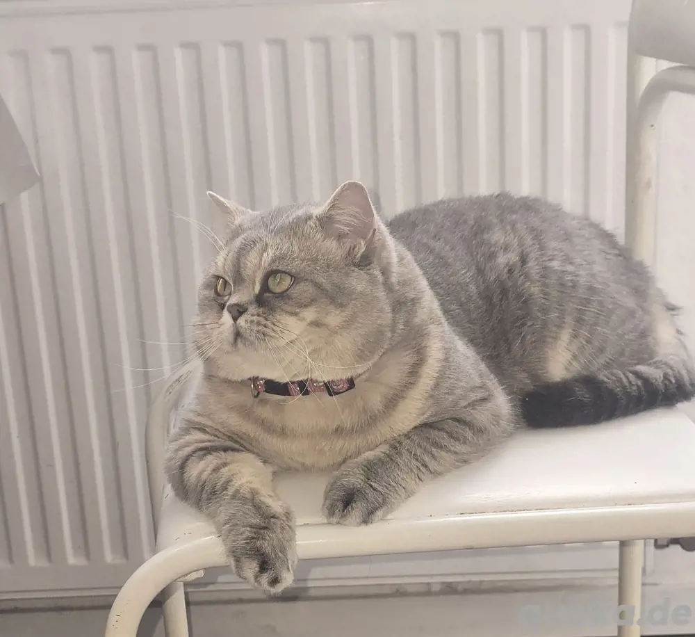  sehr erfahrener deckkater Wolke CHAMPION 