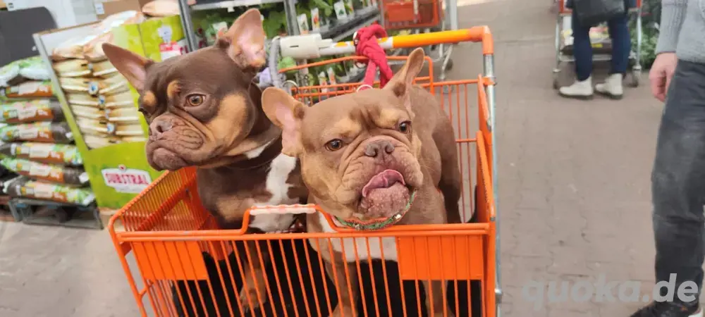 Französische Bulldoggen Geschwister Französische Bulldoggen Geschwister