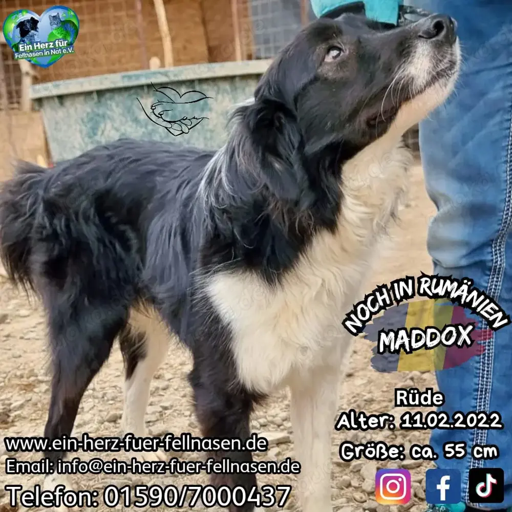 Junghund Maddox würde gern ausreisen