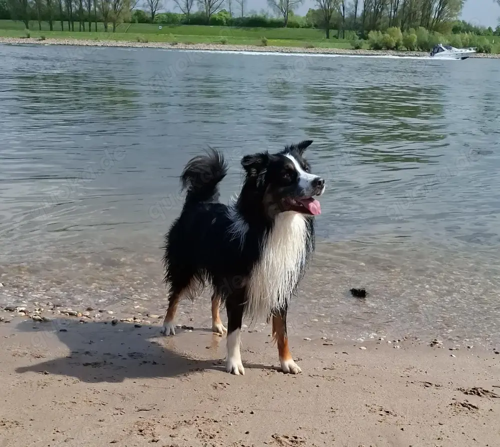 Australian Shepherd erfahrener  Deckrüde (Red factored)