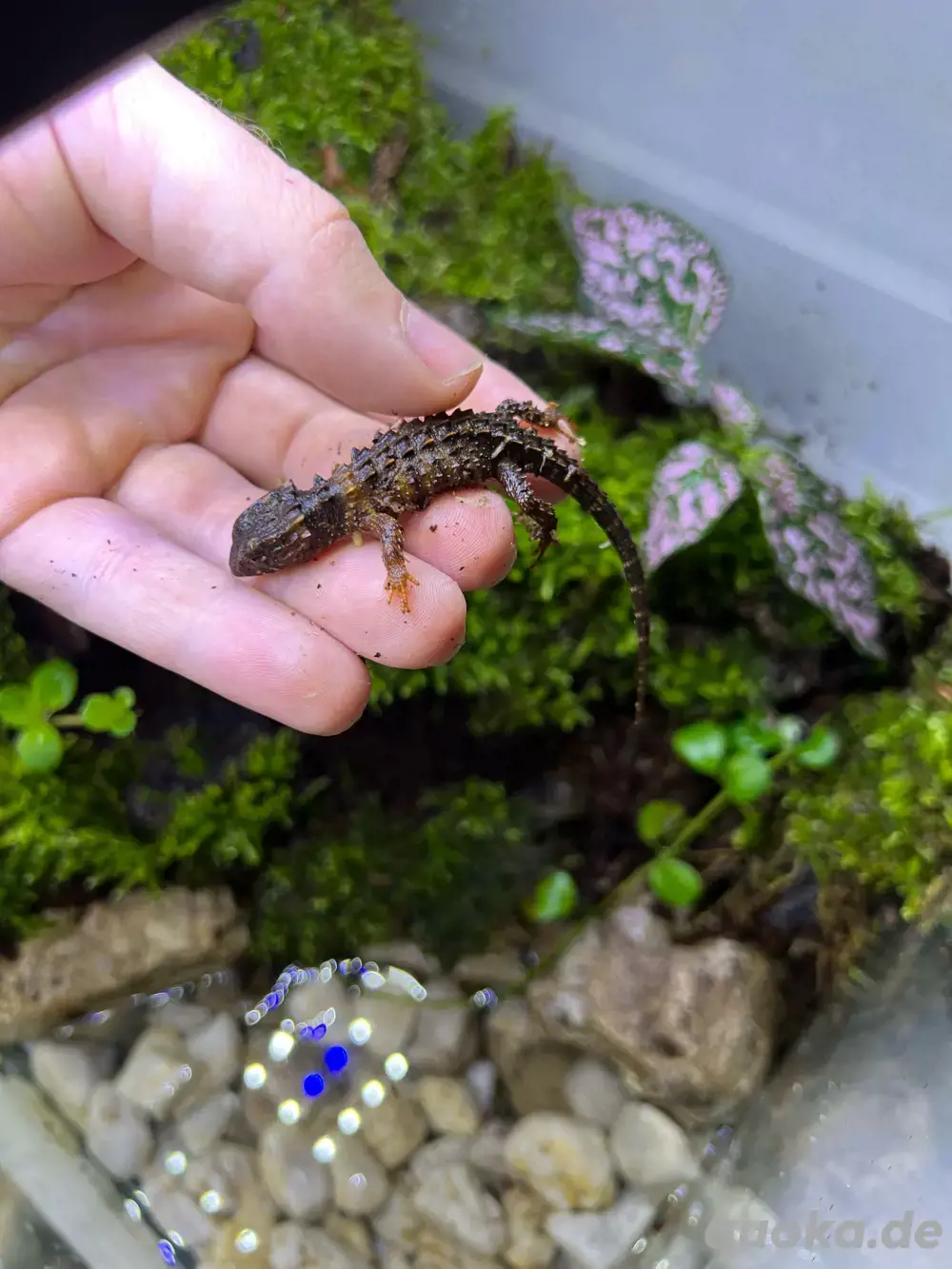 Jungtiere Tribolonotus Novaeguineae Weißaugen Buschkrokodil Jungtiere Tribolonotus Novaeguineae Weißaugen Buschkrokodil