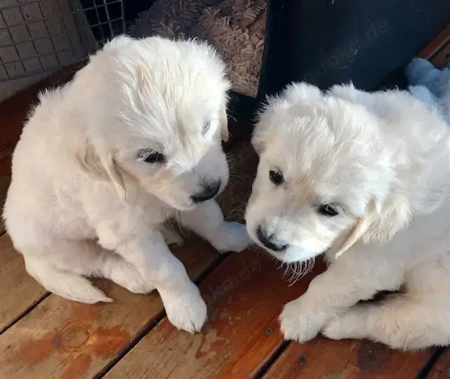 Wunderschöne Golden-Retriever-Welpen (3 Monate alt)