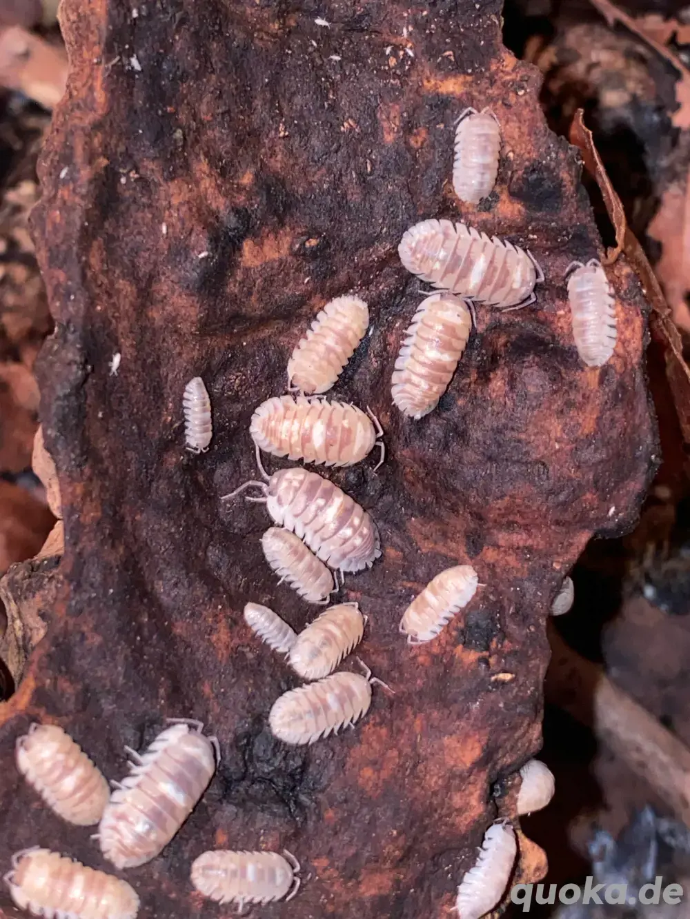 Rollassel, Asseln, Armadillidium Espanyoli Marbelized, 10 St 15,- 