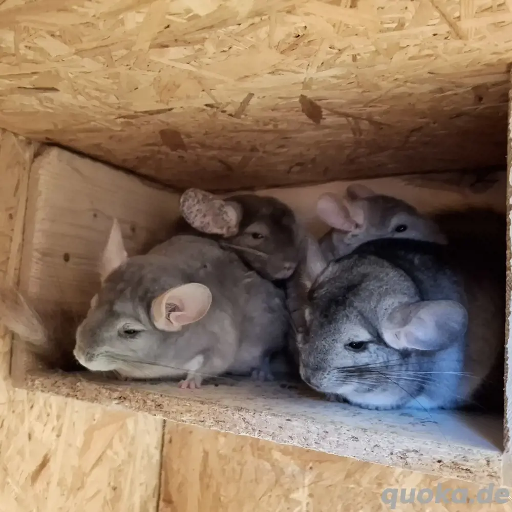 Chinchilla Notfall und Urlaubsstation