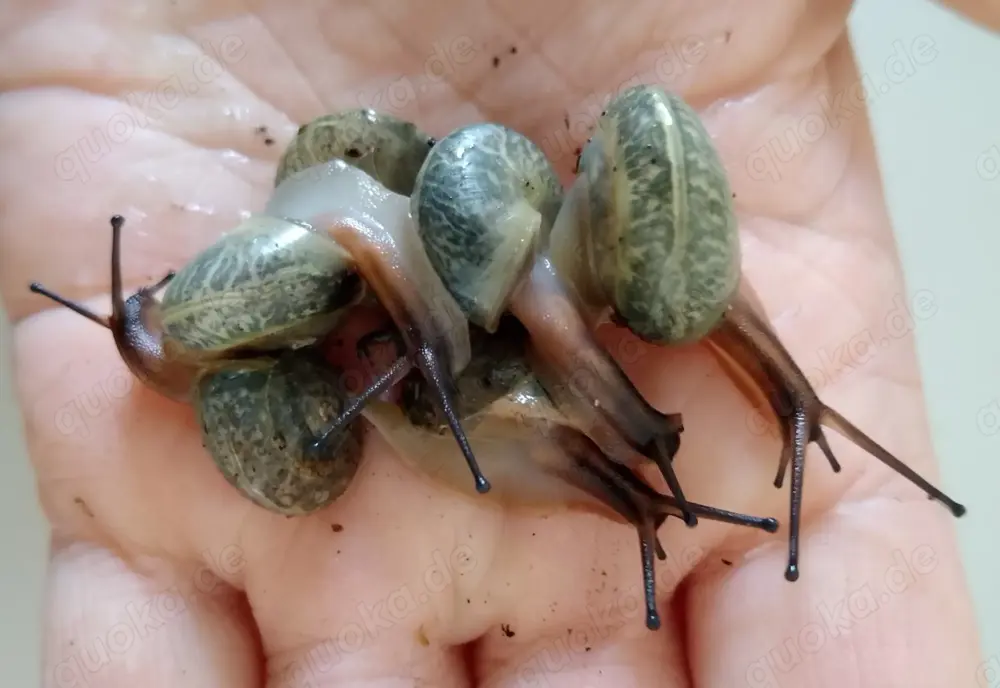 Schnecken, pleurodonte isabella blau Schnecken, pleurodonte isabella blau