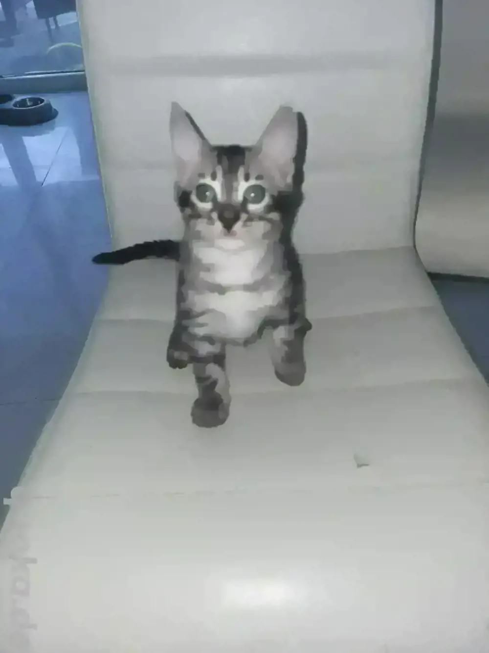 bengalkatze silver charcoal  mit Stammbaum 