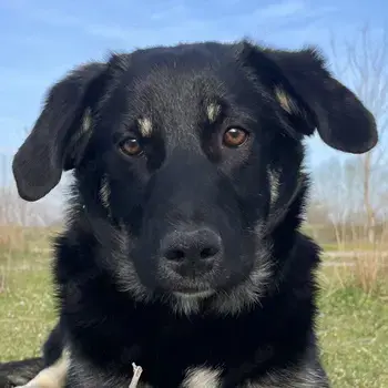 Ella, geb. ca. 09 2024, lebt in GRIECHENLAND, im städt. Tierheim Serres