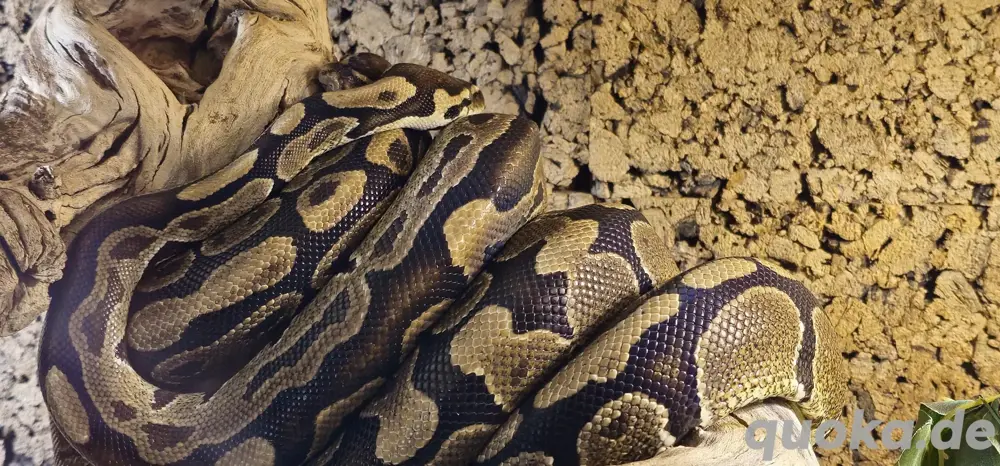 Python Regius Classic in Neulingen - Reptilien, Terraristik ...