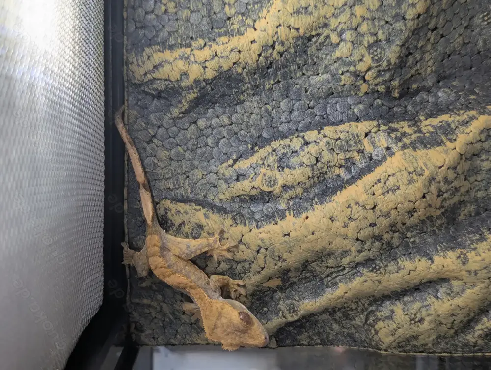 Kronengecko Tricolur NZ 24 0.0.1