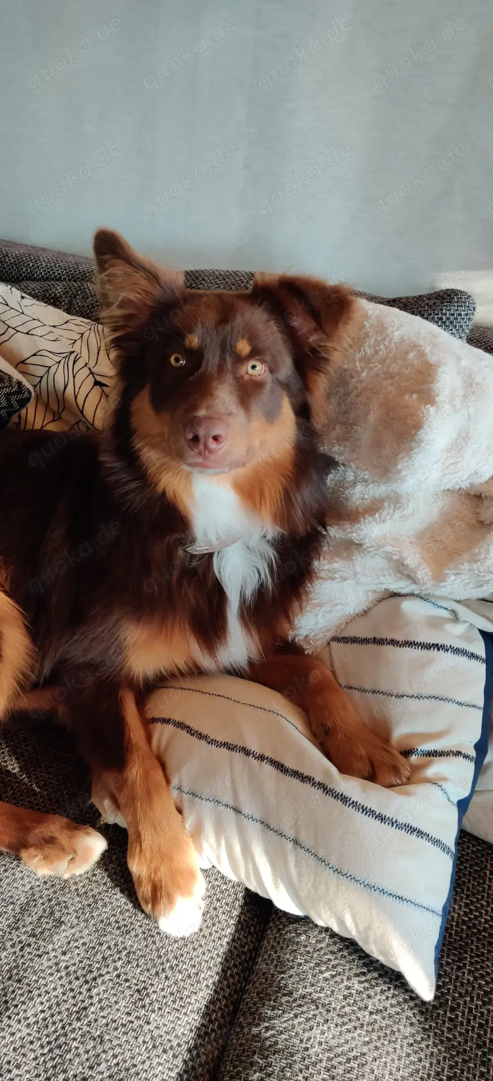 Australian Shepherd Red-Tri Deckrüde (umsonst, siehe Text)