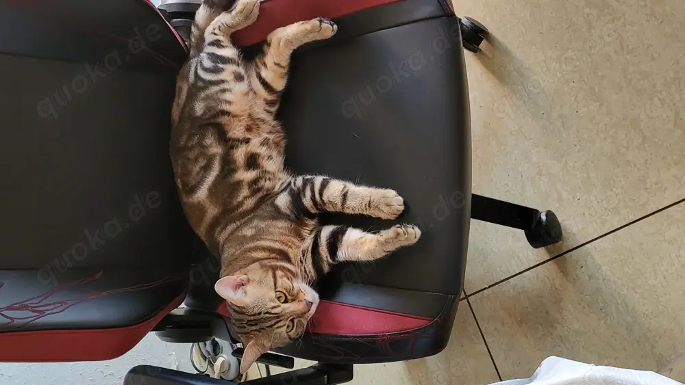 Bengal Mix BKH Deckkater mit Erfahrung (kein Verkauf)