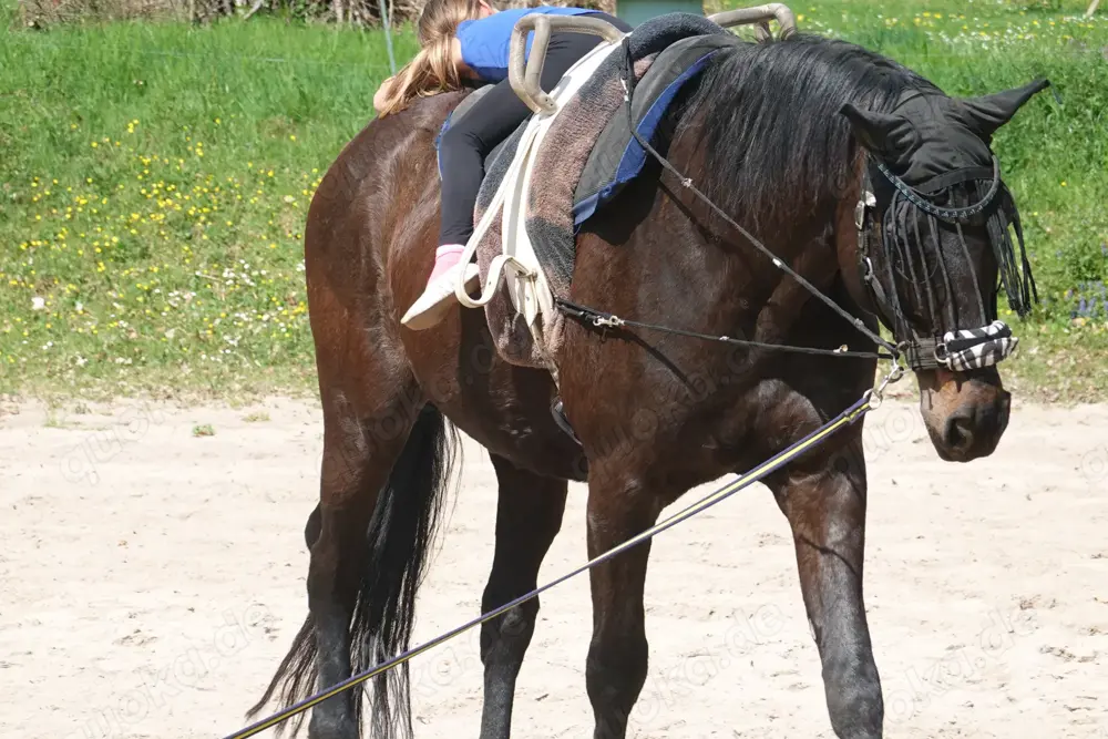 Reitbeteiligung und oder Pflegebeteiligung zu vergeben , voltigieren Reitbeteiligung und oder Pflegebeteiligung zu vergeben , voltigieren