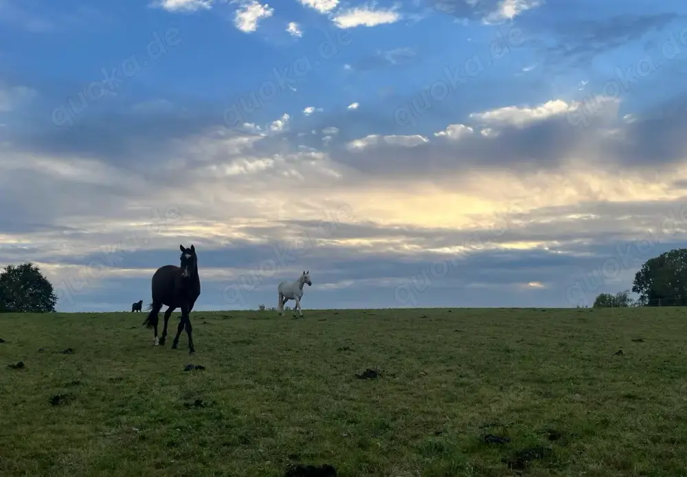 Boxen frei in kleinem Privatstall * Rentner * Beisteller