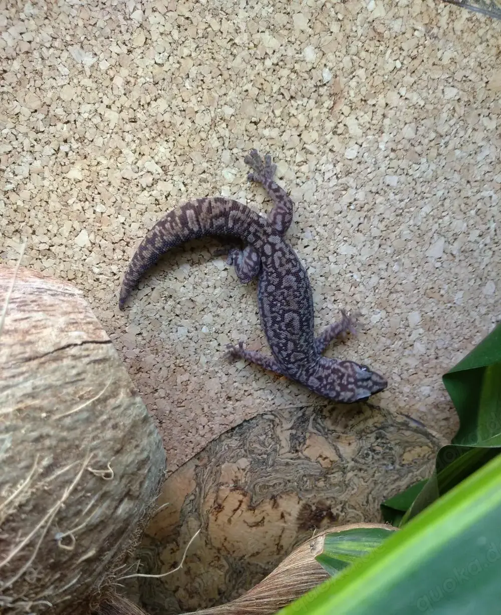 Oedura monilis 1,1 australische Samtgeckos