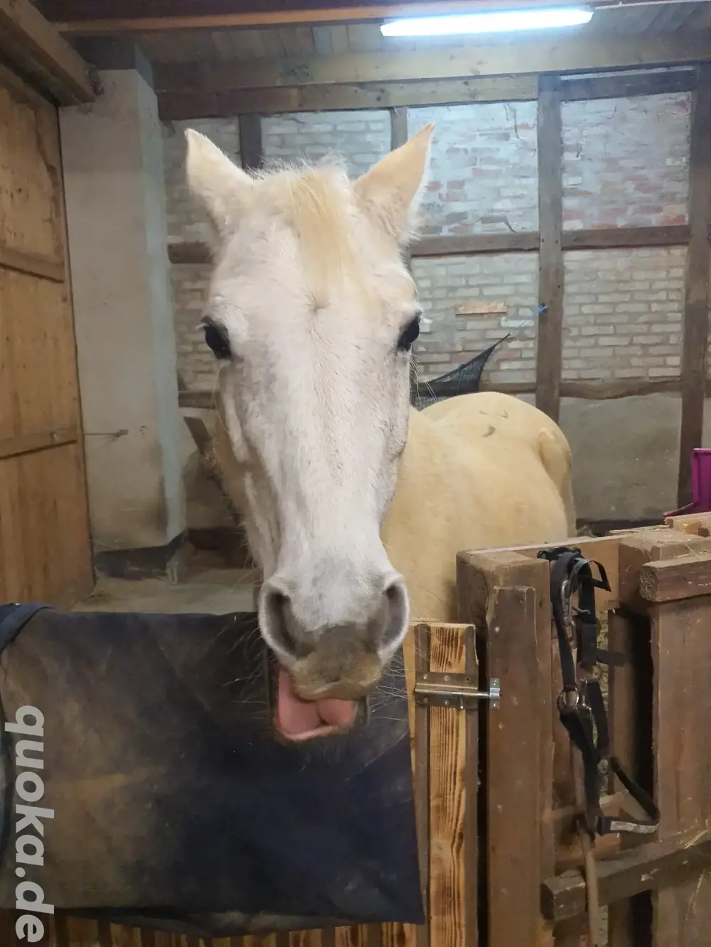 Suche Pflegebeteiligung (Pferd sucht)