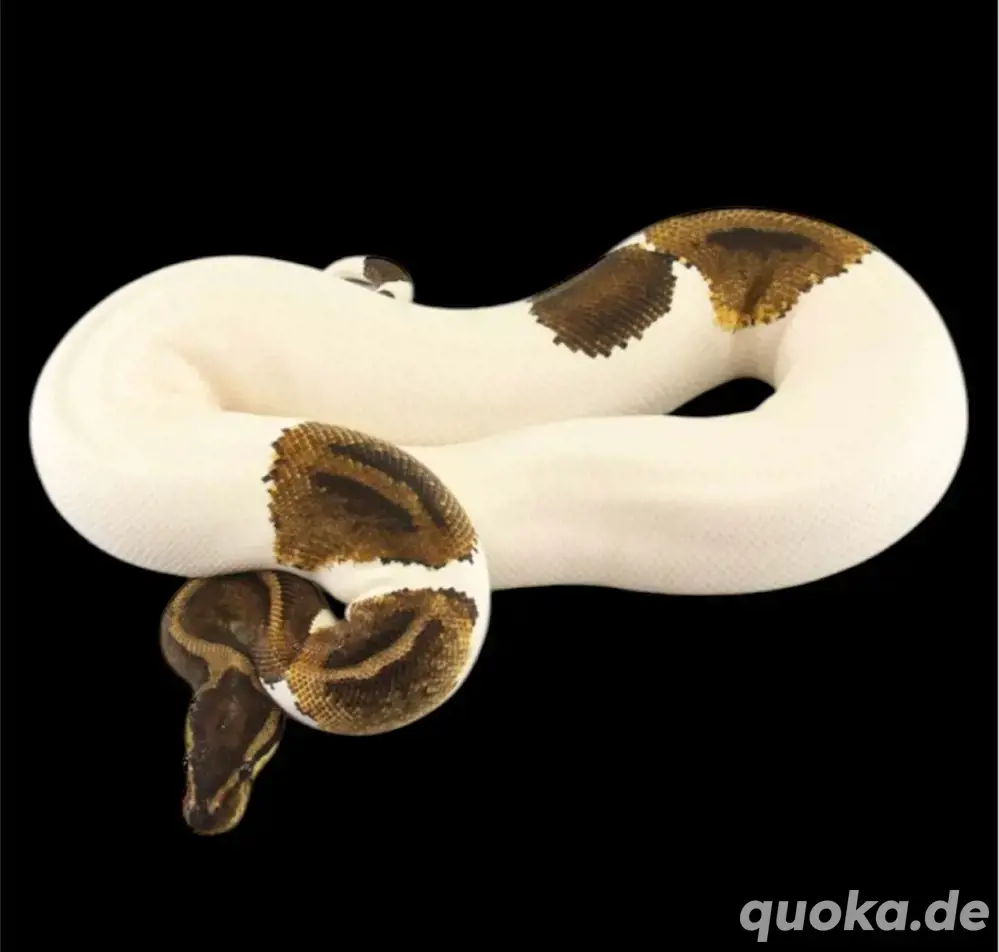 Königspython zu verkaufen 