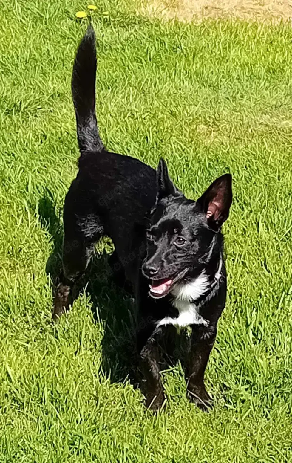 Jungspund JERRY, wo darf er einziehen?