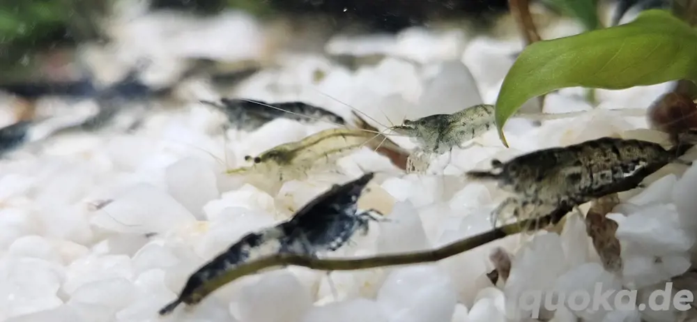 Verschiedene Garnelen 0,80 