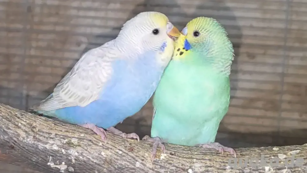 Wellensittiche (m w) Pärchen