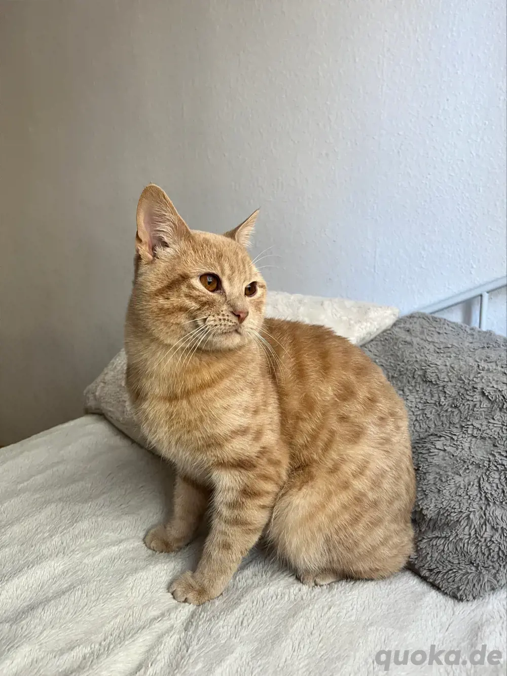 liebevoller Kater 