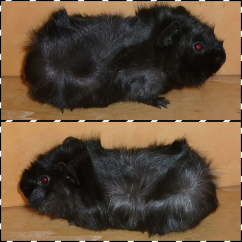Älter Meerschweinchen Weibchen, Erzieherinen