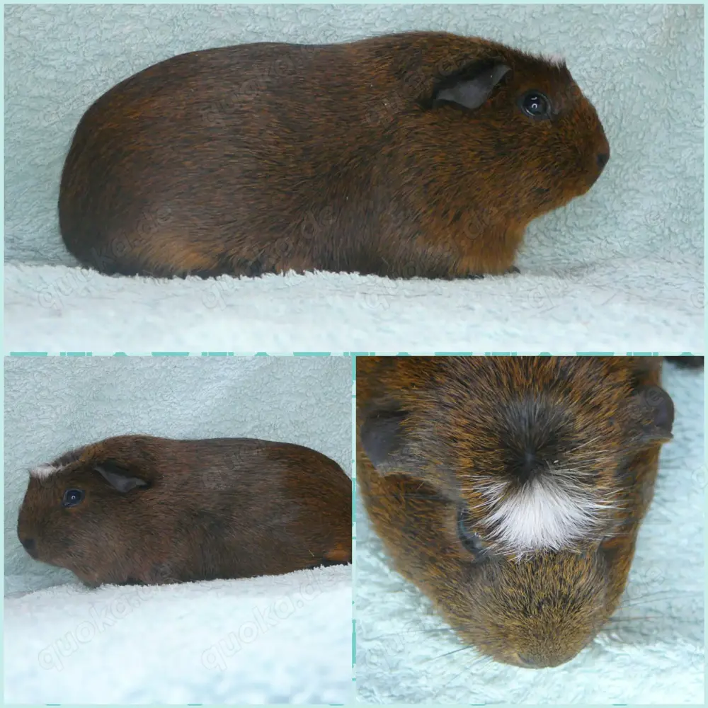 Am.Crested und E.Crested zur Abgabe 