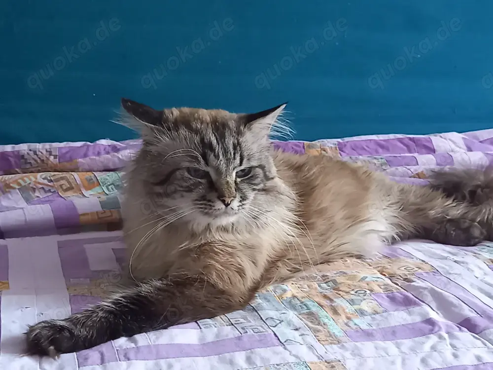 Neva masquarade Deckkater Neva masquarade Deckkater
